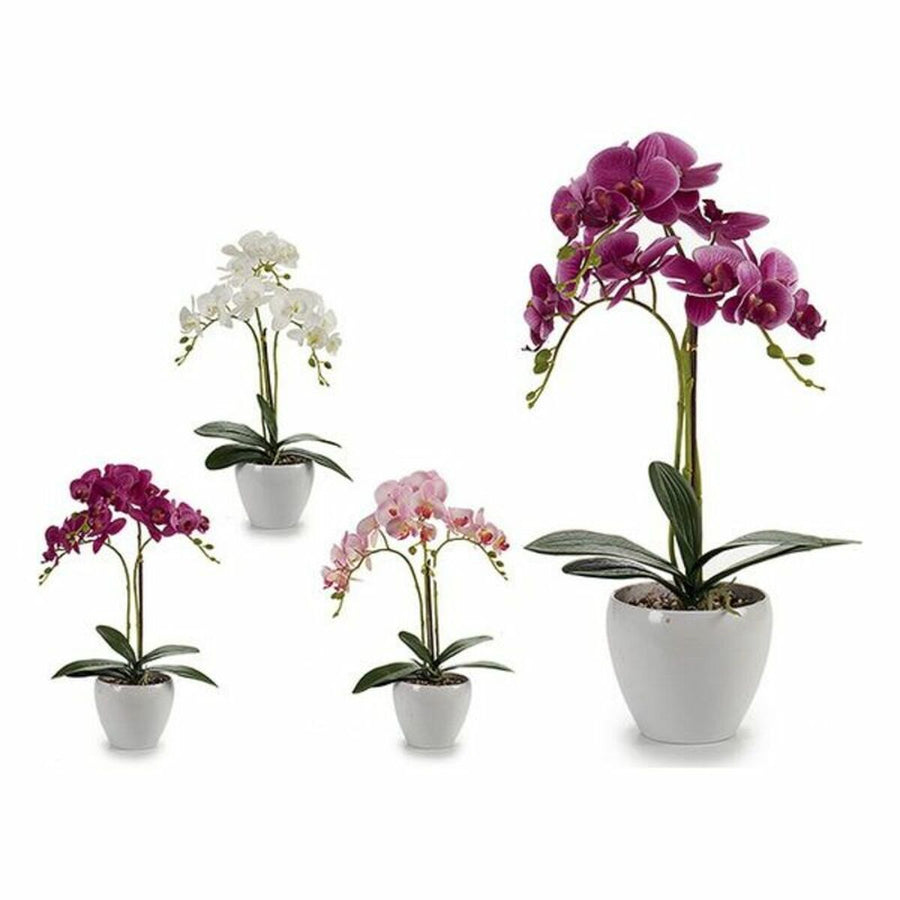 Dekorationspflanze rund Orchidee