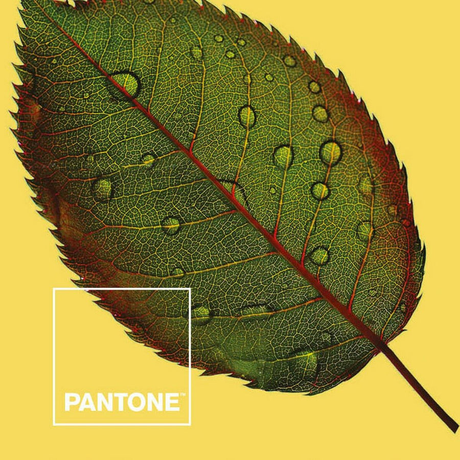 Bettwäsche-Set Nature Pantone